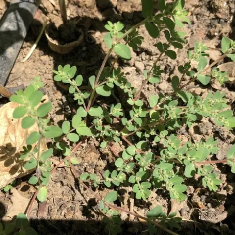 SpurgeQ12023a