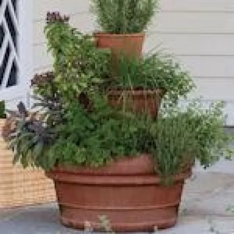 HerbsQ12023a