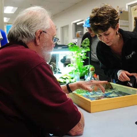 Pollinator enthusiast Ria de Grassi of Davis won the 2023 Robbin Thorp Memorial First-Bumble-Bee-of-the-Year Contest. Here she confers with Thorp, distinguished emeritus professor of entomology, in this image taken in 2017 at a Bohart Museum of Entomology open house. (Photo by Kathy Keatley Garvey)