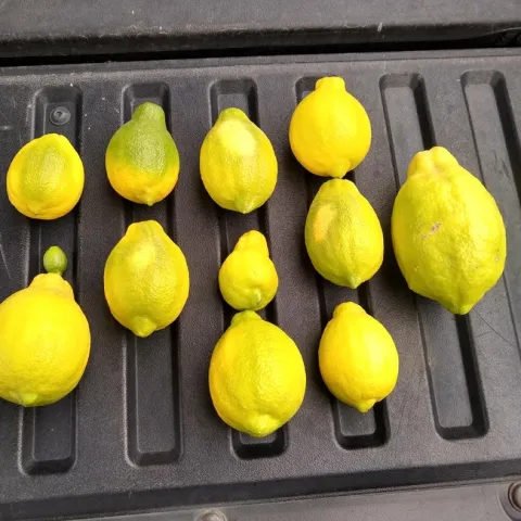 lemon sheepnose