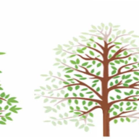 Pruning bushes