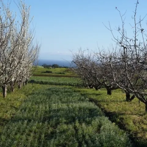 orchard deciduous