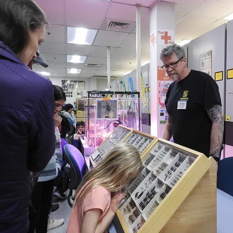 A little girl closely examines a display of beetles. In back is Kipling "Kip" Will, associate professor with the UC Berkeley Department of Environmental Science, Policy and Management. (Photo by Kathy Keatley Garvey)