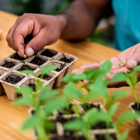 iStock-1331288786-plant-propagation-planting-seed