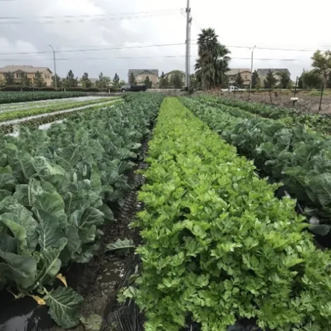 Veggie