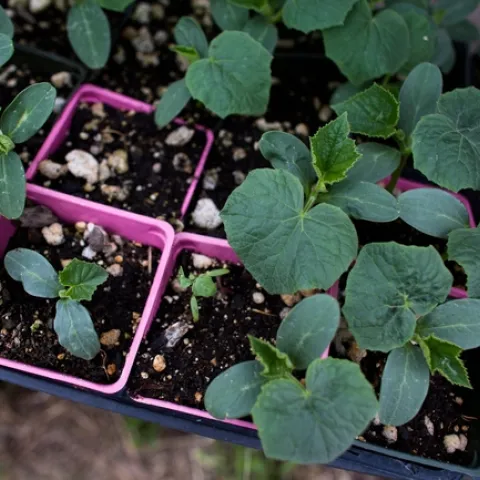 Young seedlings ready for transplanting into the ground.