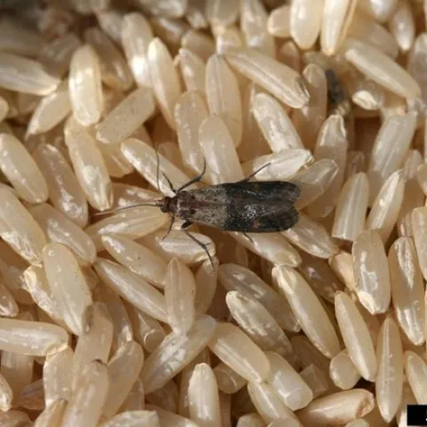 Indian meal moth (Plodia interpunctella). Photo: Whitney Cranshaw, Colorado State University, Bugwood.org