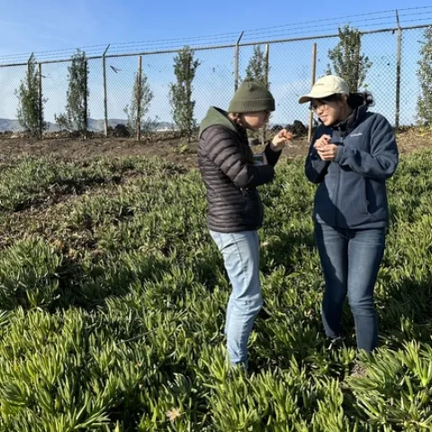 Kirsten Pearson (izquierda) y Yu-Chen asesoras de UCANR, buscan entre las plantas los trips o insectos