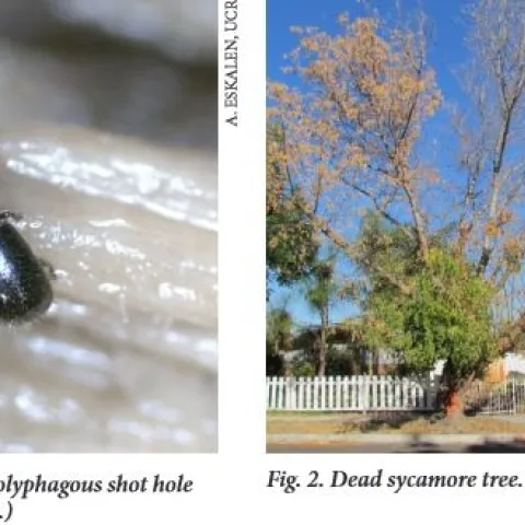 Shothole