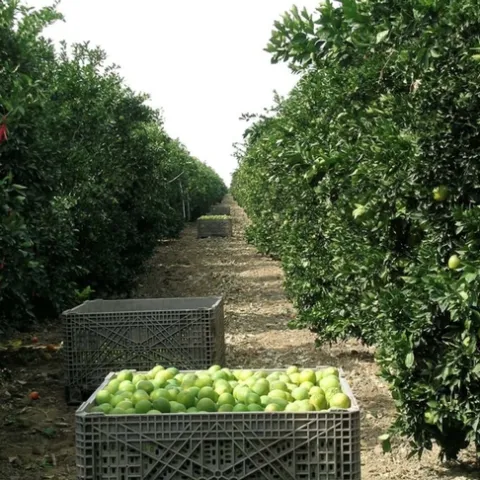 citrus bins