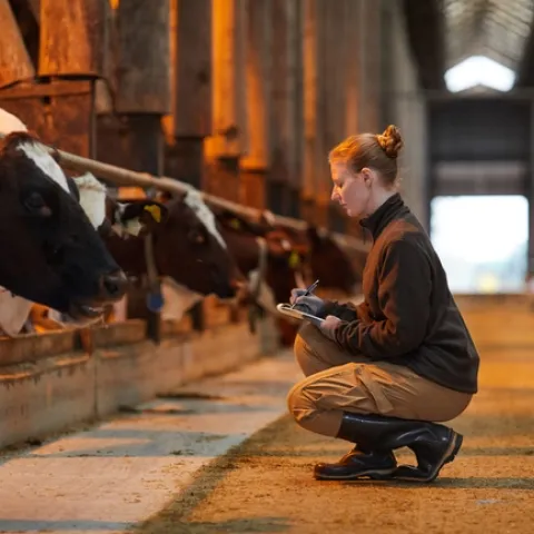A blonde woman writes notes on a clipboard while squatting in front of a row of cows in a barn.
