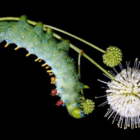 The caterpillar of a "Gravity" Cecropia giant silk moth. (Photo by Sam Jaffe, The Caterpillar Lab)