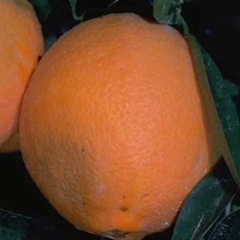orange brown rot