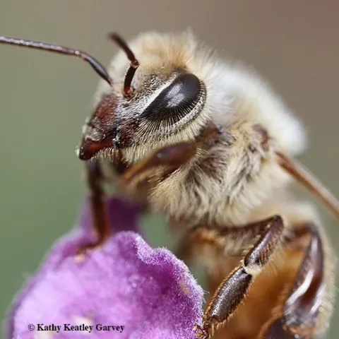 Professor Irene Garcia Newton of Indiana University, Bloomington, will present a UC Davis Department of Entomology and Nematology Seminar on "Friends with Benefits: Protective Microbial Symbiosis in the Honey Bee" at 4:10 p.m. Wednesday, May 10 in 122 Briggs Hall. (Photo by Kathy Keatley Garvey)