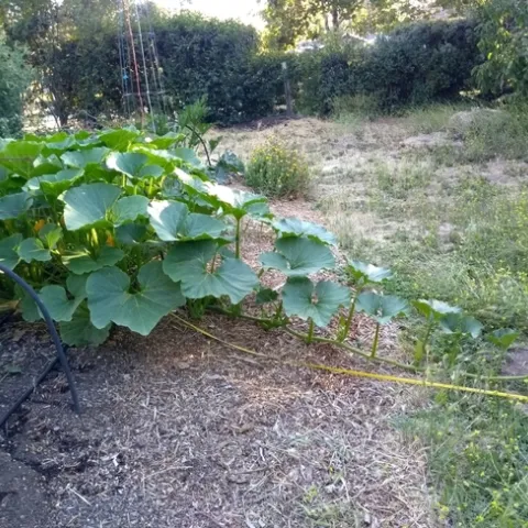 Sweet Mama squash