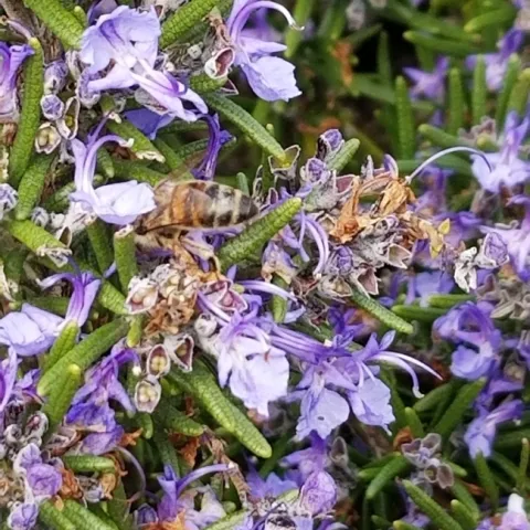 Tiny, mighty bees.