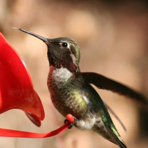 Greenish colored hummingbird drinking from a bright red feeder.