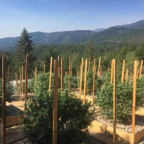 Cannabis production operation with mountains in the distance