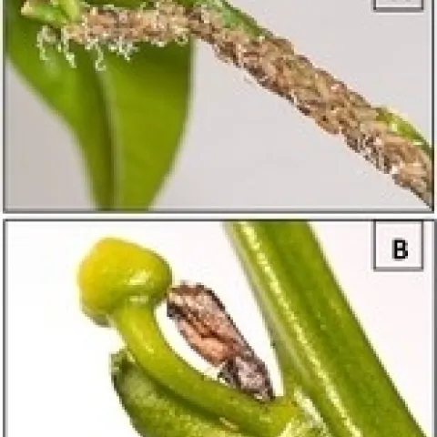acp (2)