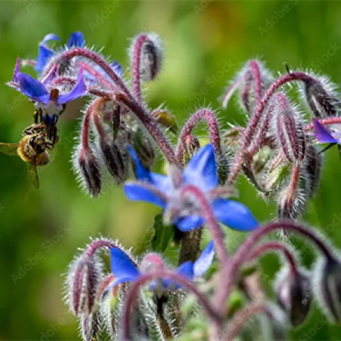 Borage. Photo courtesy of AdobeStock.