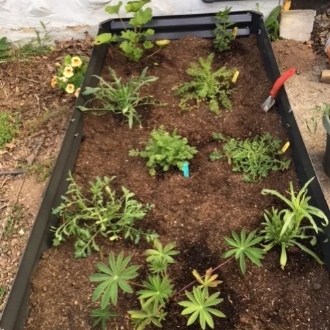 heathers plants