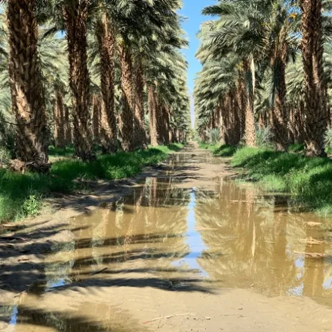 Date palms standing tall with slight flooding visible on the ground.