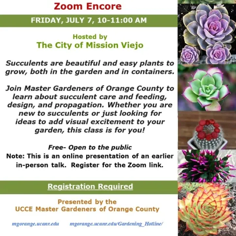 Succulents Are Beautiful And Easy Plants To Grow - Zoom Encore