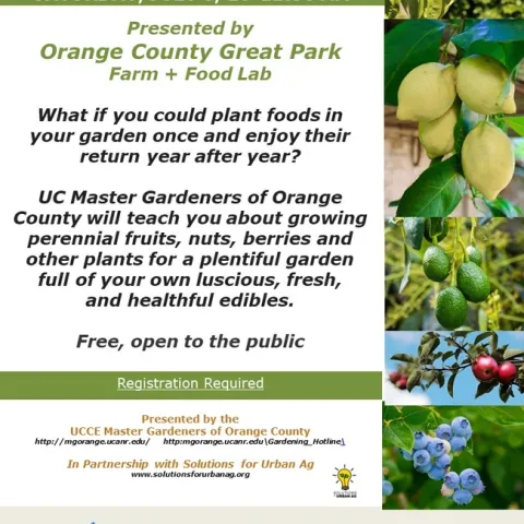 What If You Could Plant Foods In Your Garden Once And Enjoy Their Return Year After Year?