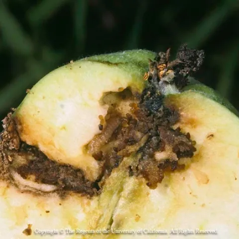 Codling Moth Larvae