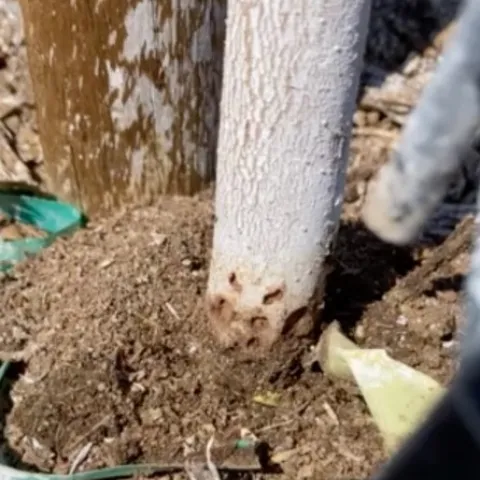 fire ant holes