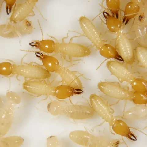Formosan subterranean termite workers and soldiers
