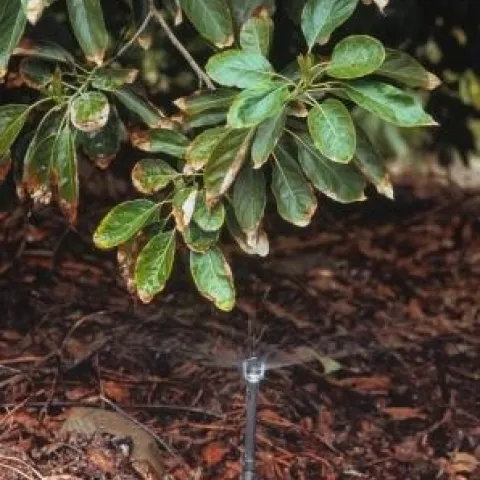 avocado irrigation