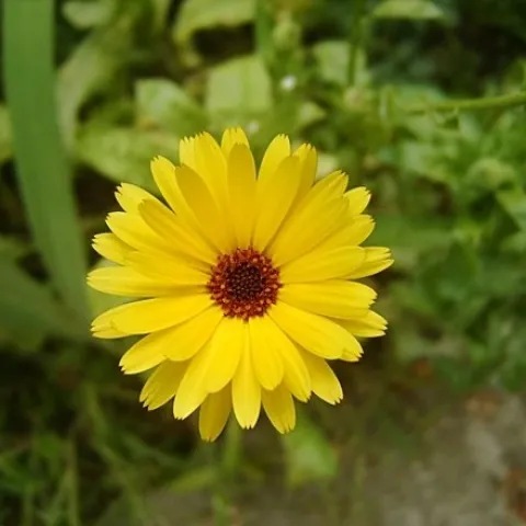 marigold-istock
