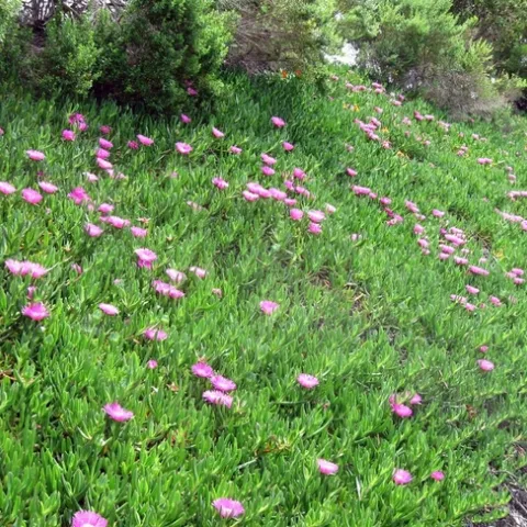 A patch of highway iceplant, Carpobrotus edulis. Photo by Mitch Barrie, Flickr.com.