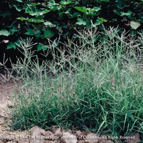 Bermudagrass can thrive in heavily compacted soil. Jack Kelly Clark, UC IPM