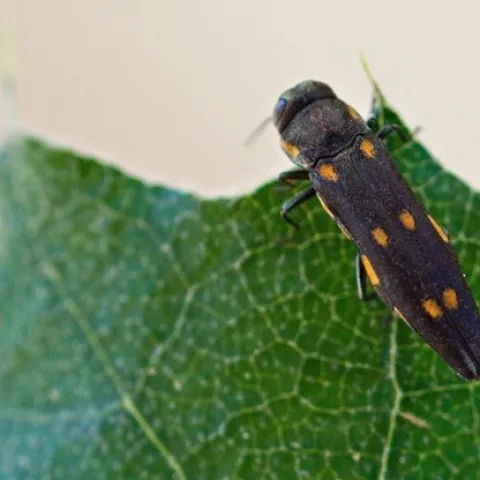 Adult goldspotted oak borer, Agrilus auroguttatus, on an oak leaf. Photo by Mike Lewis, Center for Invasive Species Research, Bugwood.org