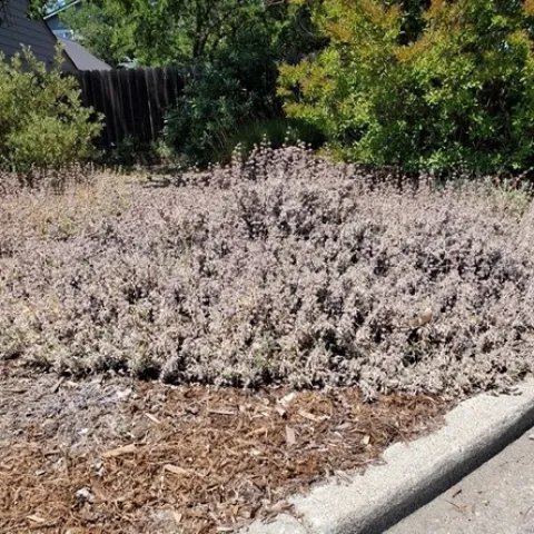 BeesBliss