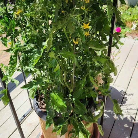 Prairie Fire in tomato cage attached to gazebo, June 21, 2023 Pot has been wrapped with insulation.