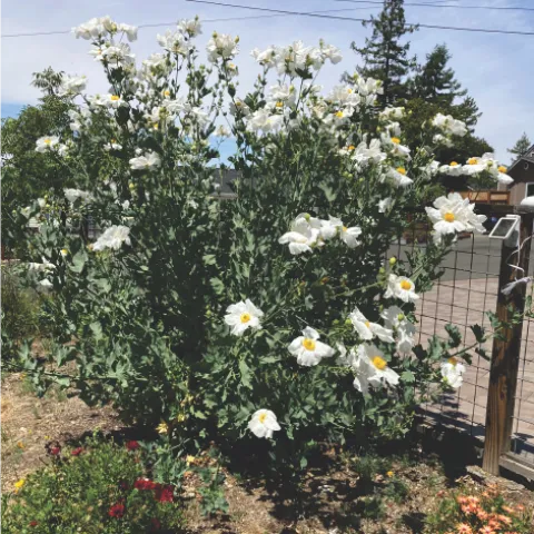 Matilija poppy