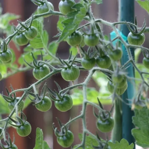 green tomatoes