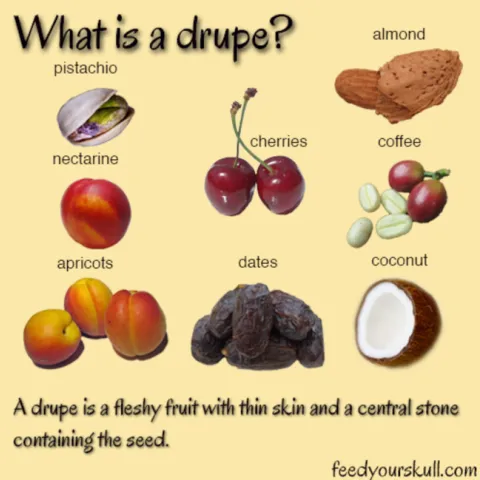 2023Q3 drupe01