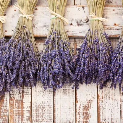 2023Q3 lavender01
