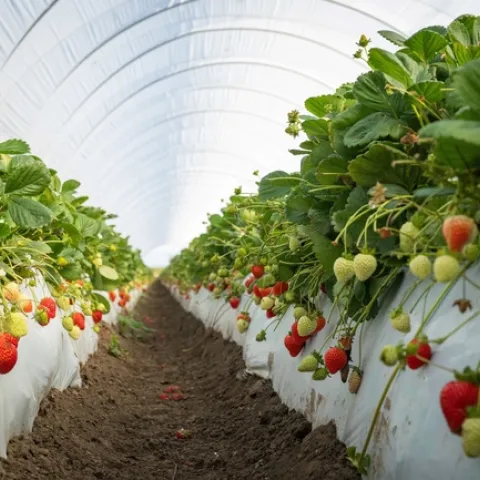 Las fresas UC Eclipse cultivadas en Santa María son resistentes a la enfermedad del marchitamiento por Fusarium que se origina en la tierra. Fotorgrafía por Jael Mackendorf/UC Davis