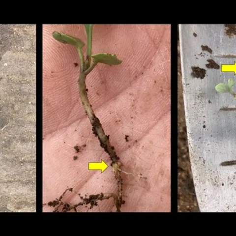 root maggots