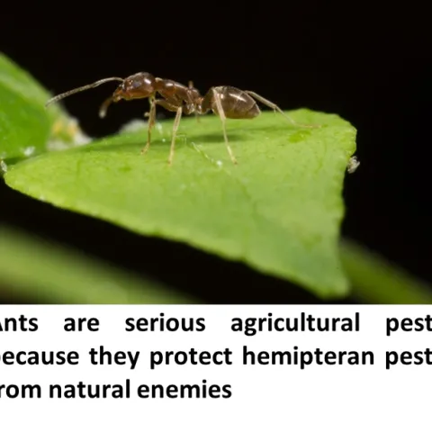 Ants