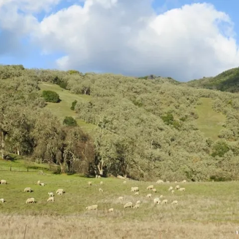 Ovejas y corderos pastan, en febrero del 2021, en los pastizales del Centro de Investigación y Extensión Hopland que se quemó durante el incendio River del 2018. Los investigadores de UC Davis analizaron muestras de carne, lana, tierra, plantas y agua para evaluar los riesgos de una contaminación con metales pesados en las ovejas que han pastado recientemente en los pastizales que rebrotaron. Fotografía por Valerie Eviner.