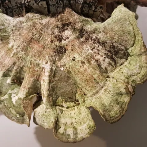 turkey fungus algae