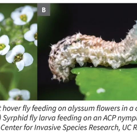 https://ucanr.edu/sites/scienceforcitrushealth/files/302873.jpg