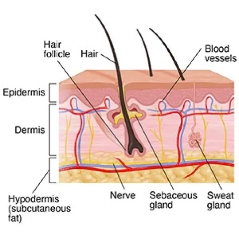 Skin Layers