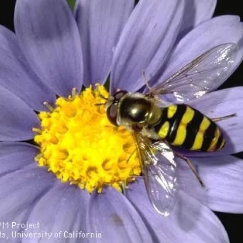 Hoverfly